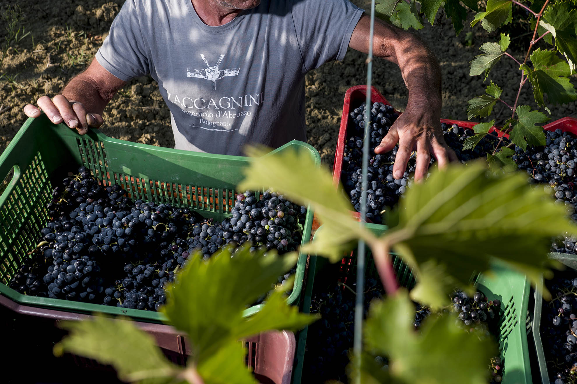 Cantina Zaccagnini Pinnvinet från hjärtat av Italien Springwine