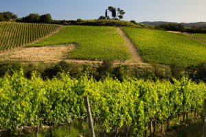 Piccini – Prestigefyllt tillskott för Spring Wine & Spirits