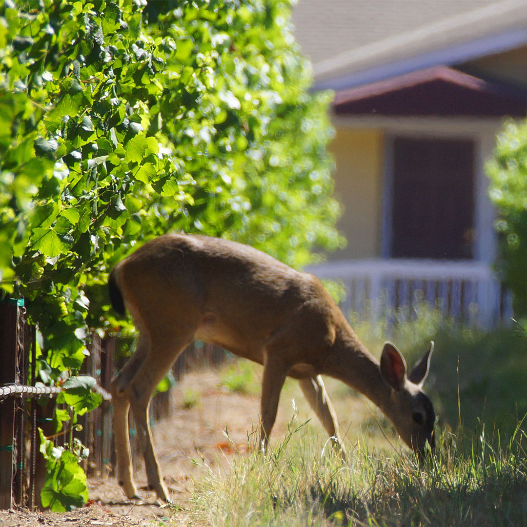 Hahn Winery