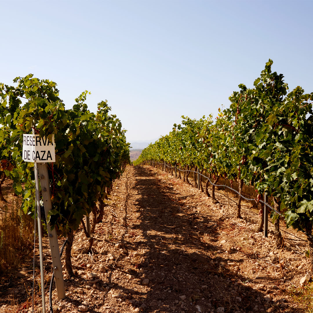 Bodegas El Coto