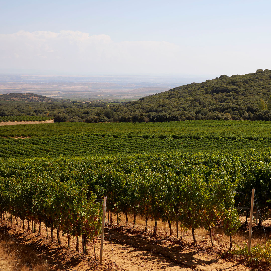 Bodegas El Coto