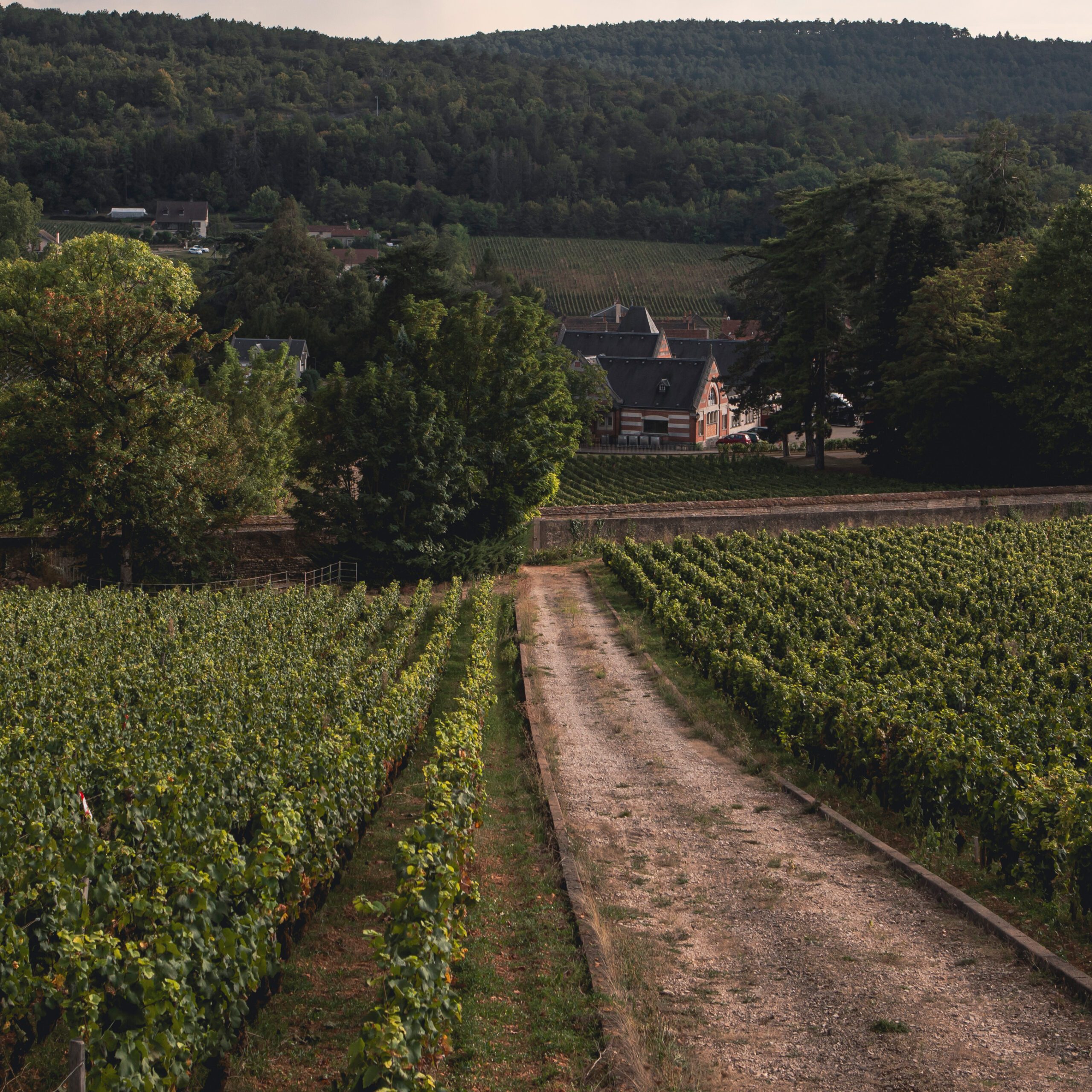 Henri de Villamont - Springwine